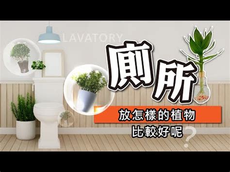 廁所植物擺放|廁所空氣清新秘訣：6種淨化空氣的植物推薦 